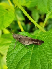 Coptacrinae