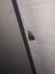 Tebenna gnaphaliella