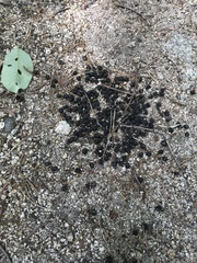 Naemorhedus caudatus