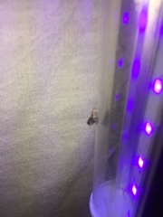 Tebenna gnaphaliella