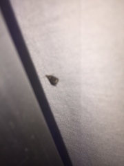 Tebenna gnaphaliella