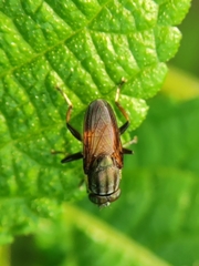 Idiella