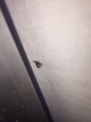 Tebenna gnaphaliella