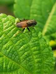 Idiella