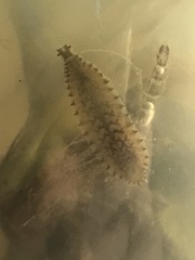 Hemiclepsis marginata