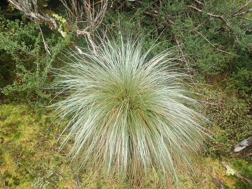 Chionochloa teretifolia