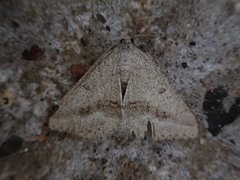 Digrammia rippertaria