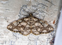 Alcis maculata