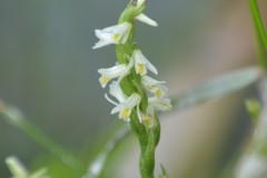 Spiranthes lucida