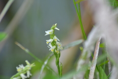 Spiranthes lucida