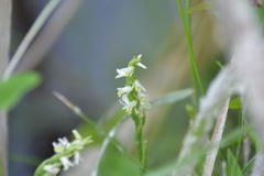 Spiranthes lucida