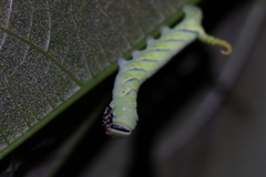 Acherontia