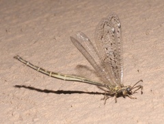 Scotoleon longipalpis