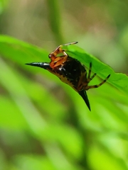 Macracantha
