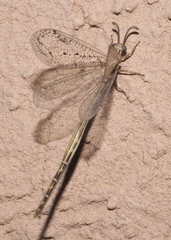 Scotoleon longipalpis