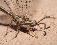 Scotoleon longipalpis