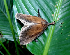 Hyphorma