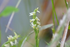Spiranthes lucida