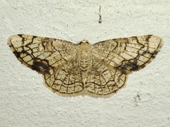 Stegania dilectaria