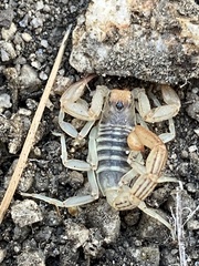 Paruroctonus silvestrii