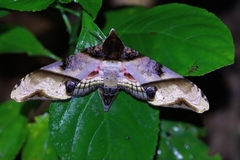 Amplypterus