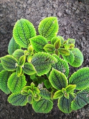 Pilea involucrata