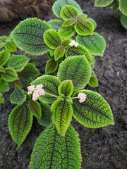 Pilea involucrata