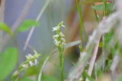 Spiranthes lucida