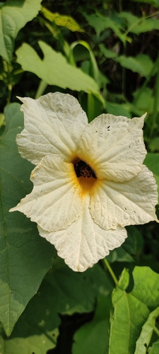 Image of Momordica dioica by (c) Subhadra Devi, some rights reserved (CC BY)