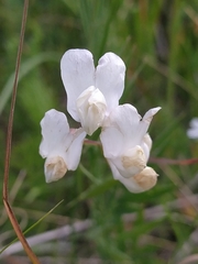 Lathyrus pallescens