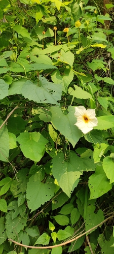 Momordica subangulata
