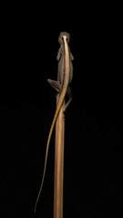 Anolis antonii