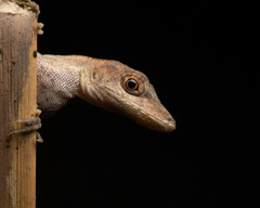 Anolis antonii