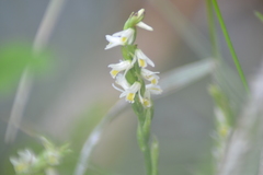 Spiranthes lucida