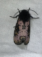 Xanthopastis regnatrix