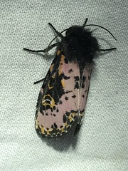 Xanthopastis regnatrix