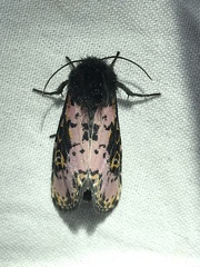 Xanthopastis regnatrix
