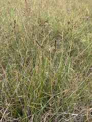 Carex tumulicola