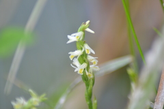 Spiranthes lucida