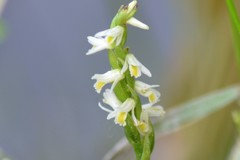Spiranthes lucida