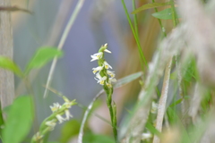Spiranthes lucida