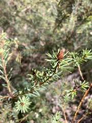 Pultenaea glabra