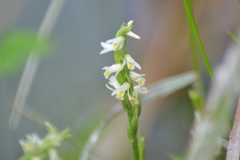 Spiranthes lucida