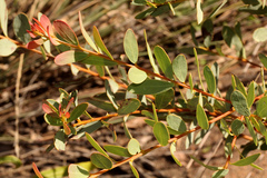 Acacia buxifolia