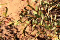 Acacia buxifolia