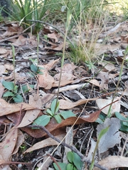 Pterostylis concinna