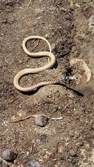 Masticophis flagellum piceus