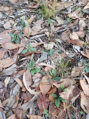 Pterostylis concinna