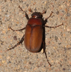 Phyllophaga submucida