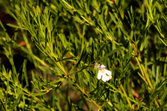 Hemigenia cuneifolia